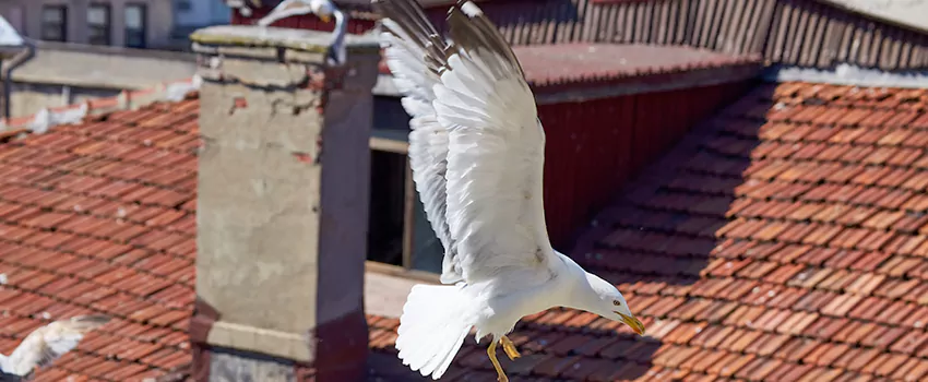 Residential Chimney Animal Removal Solution in Isla Vista, CA